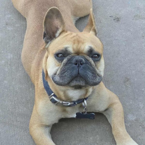 Milo