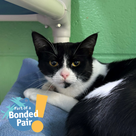 Mentos, the Freshmaker