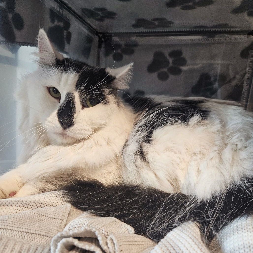 Lionel, an adoptable Domestic Long Hair in Hailey, ID, 83333 | Photo Image 1