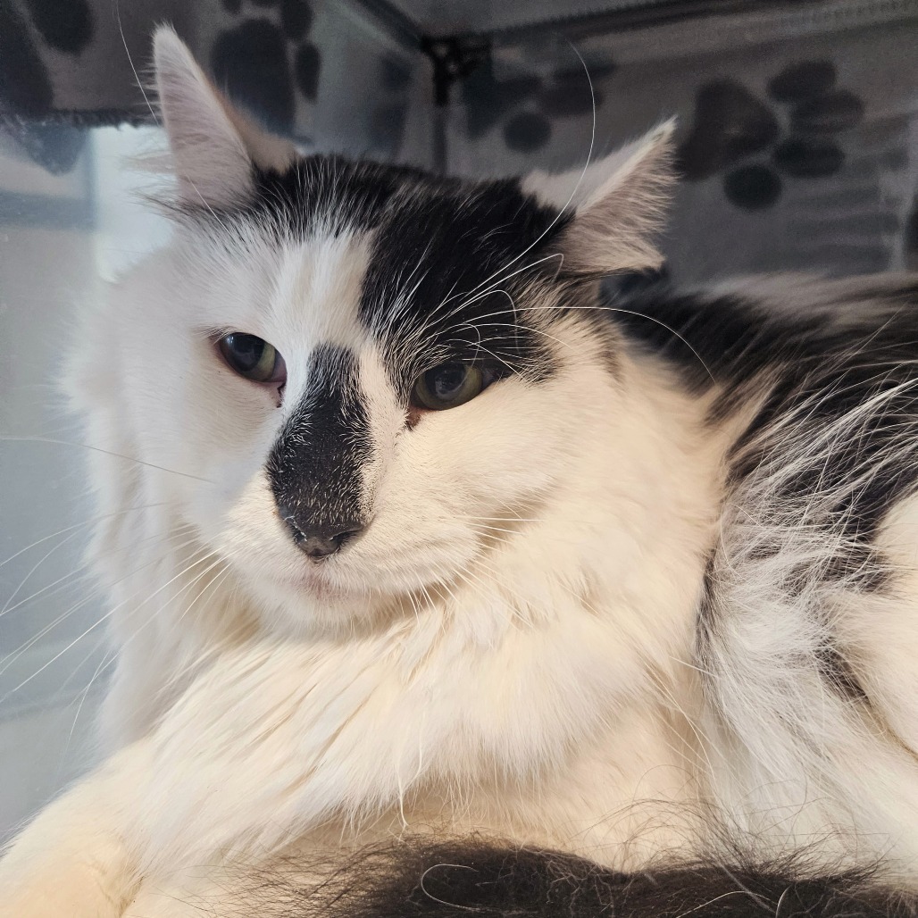 Lionel, an adoptable Domestic Long Hair in Hailey, ID, 83333 | Photo Image 2