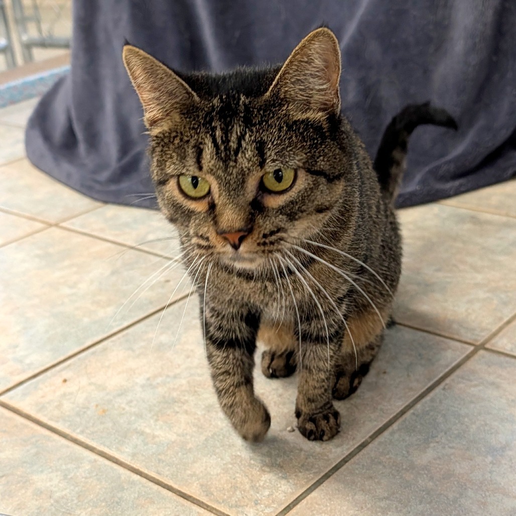 Audrey (Horseheads PetSmart)
