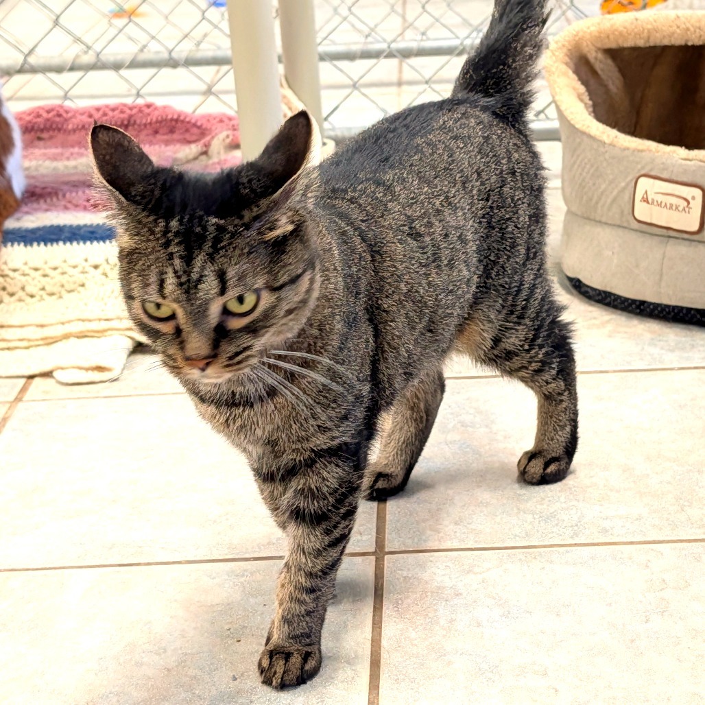 Audrey (Horseheads PetSmart)