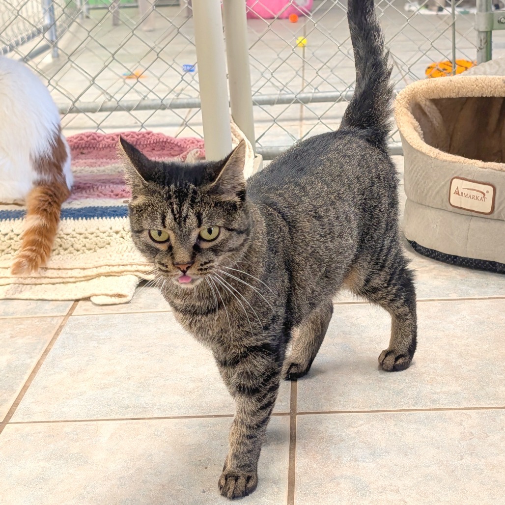 Audrey (Horseheads PetSmart)