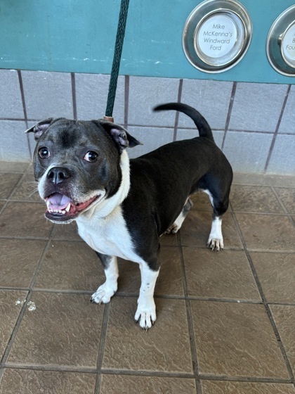 Tiger, an adoptable American Bulldog, Mixed Breed in Honolulu, HI, 96826 | Photo Image 1