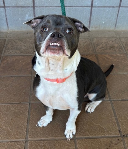 Tiger, an adoptable American Bulldog, Mixed Breed in Honolulu, HI, 96826 | Photo Image 2