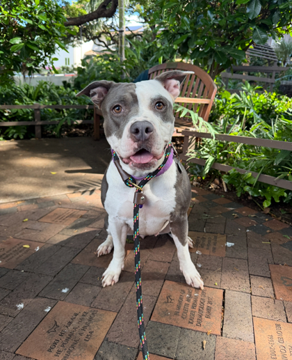 Sansa, an adoptable Fox Terrier, Mixed Breed in Honolulu, HI, 96826 | Photo Image 1