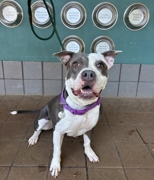 Sansa, an adoptable Fox Terrier, Mixed Breed in Honolulu, HI, 96826 | Photo Image 2