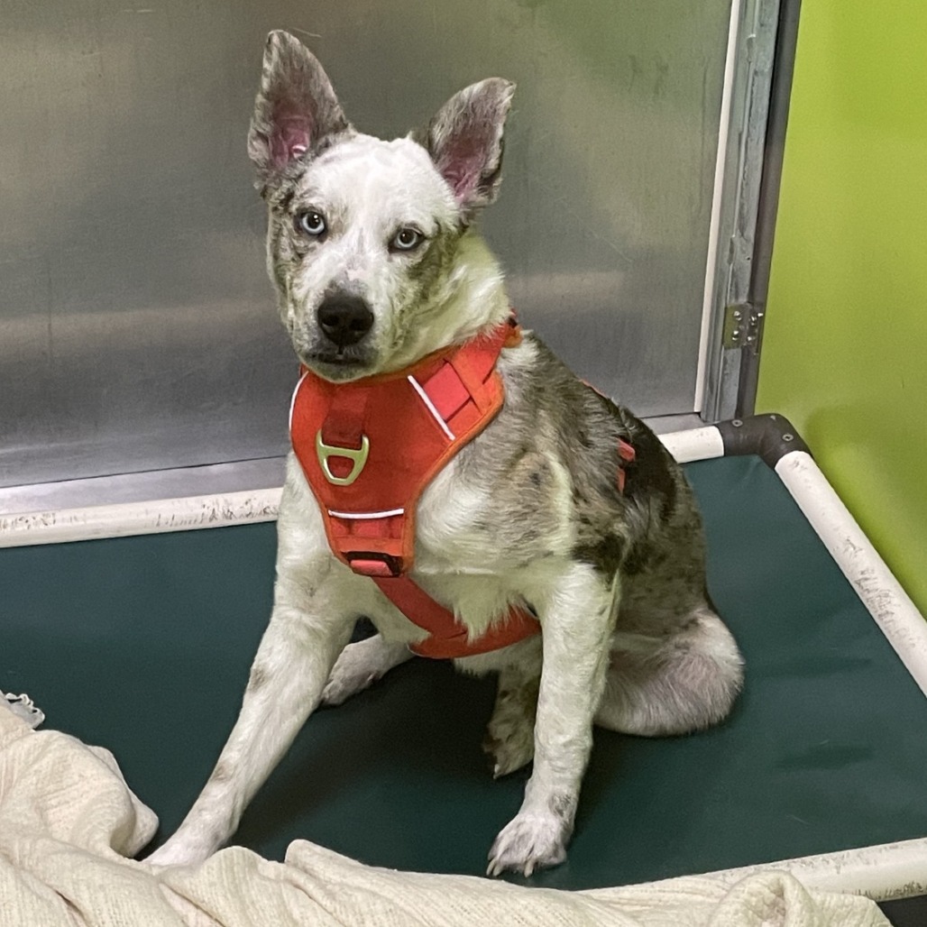 Bean, an adoptable Australian Shepherd, Mixed Breed in Spokane, WA, 99202 | Photo Image 2