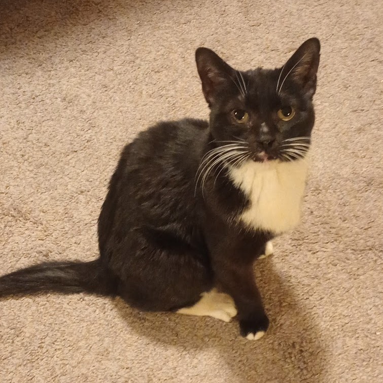 Isabella, an adoptable Domestic Short Hair in Grand Rapids, MN, 55744 | Photo Image 1