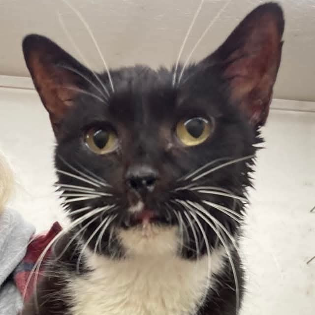 Isabella, an adoptable Domestic Short Hair in Grand Rapids, MN, 55744 | Photo Image 2