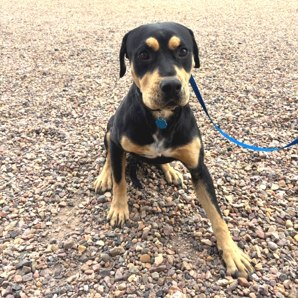 Luke, an adoptable Rottweiler, Mixed Breed in Show Low, AZ, 85901 | Photo Image 1