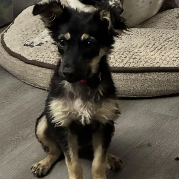 Navi - Your Dream Puppy! Good w/ Dogs &amp; Kids!