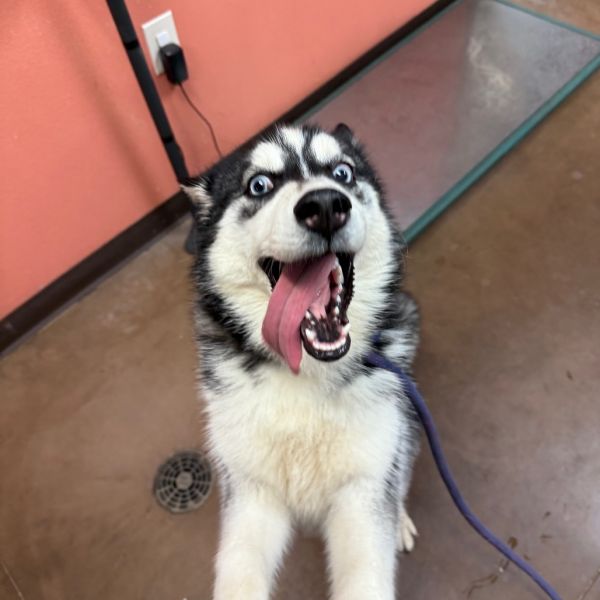 Trixie - silly goofy ball of joy!