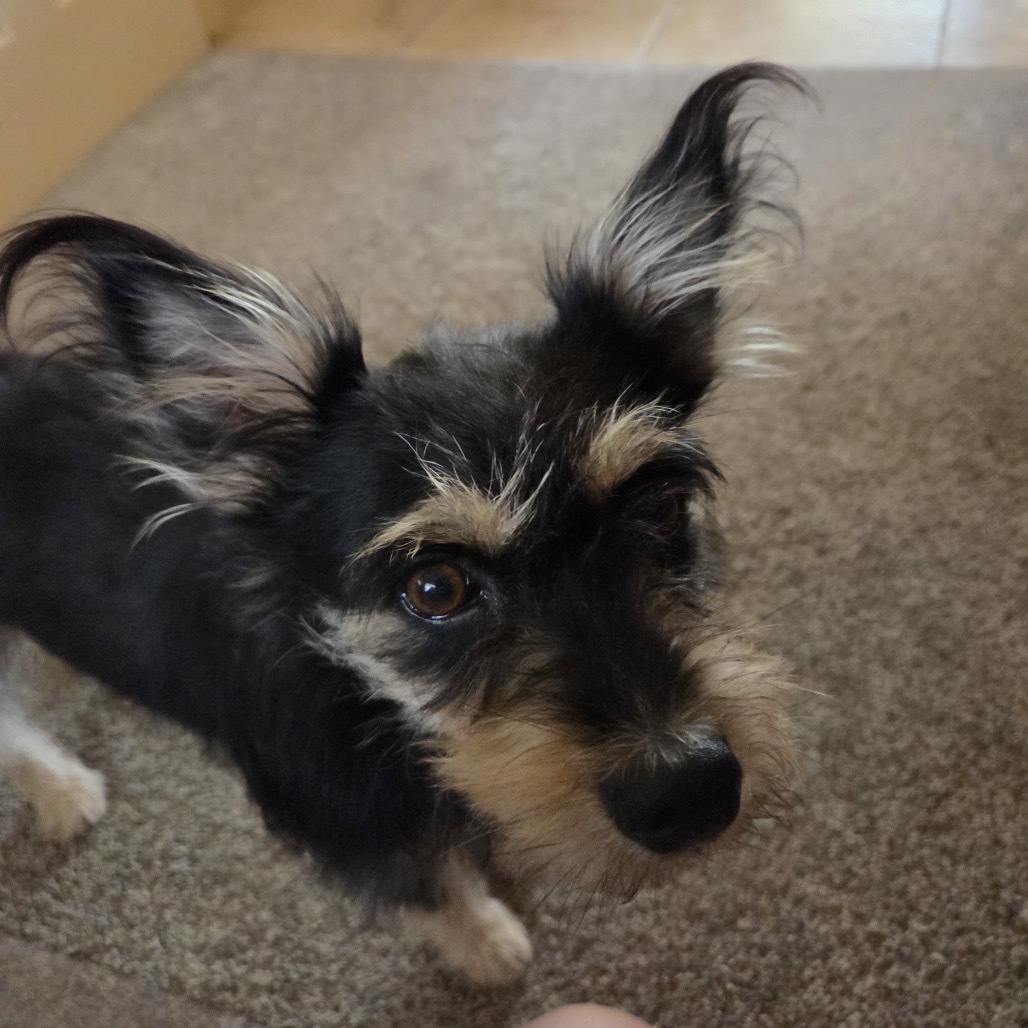 Pepper