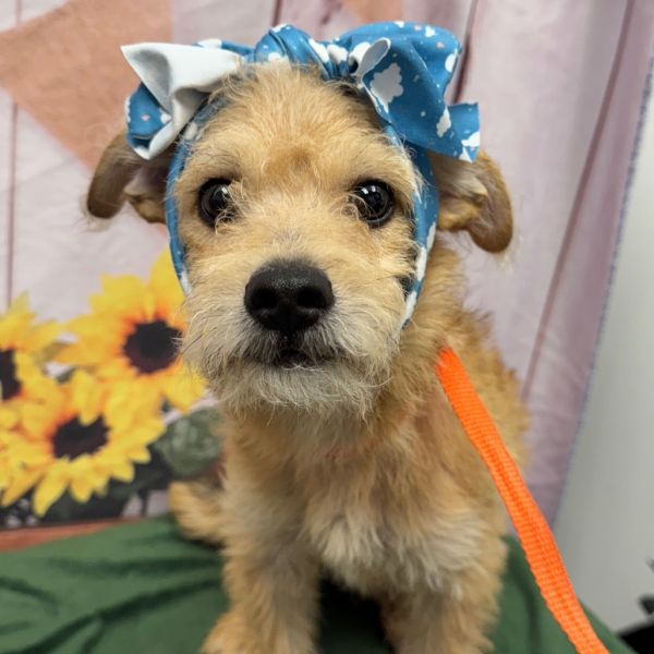 HACC-Stray-30524