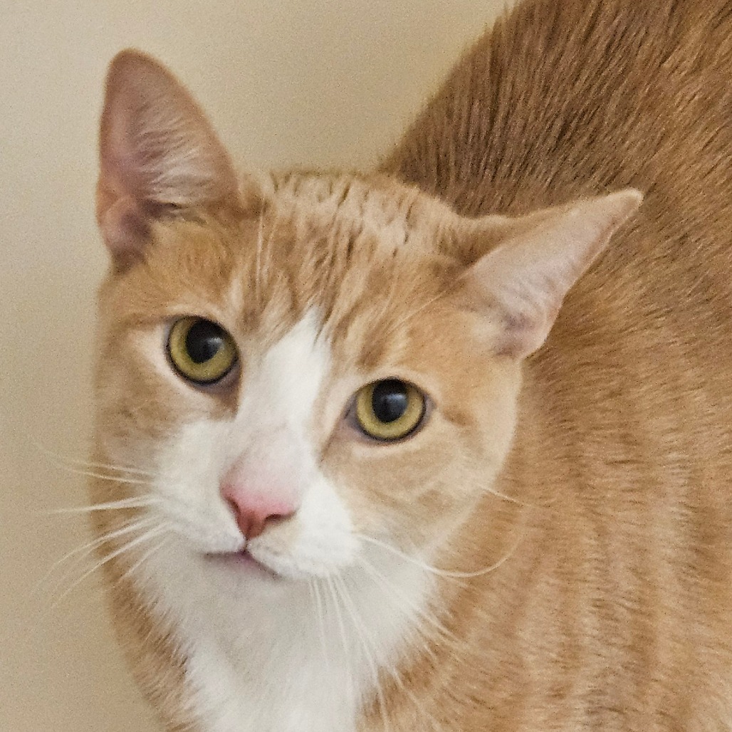 Archie