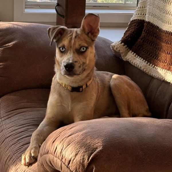 Rosie