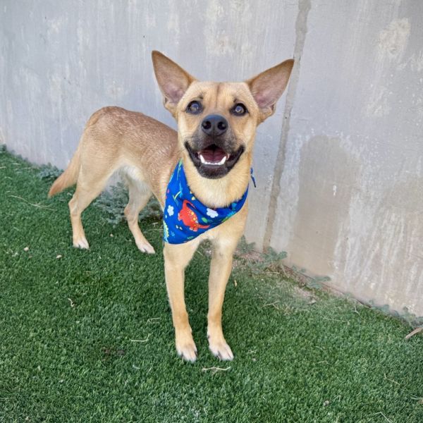 Dingo
