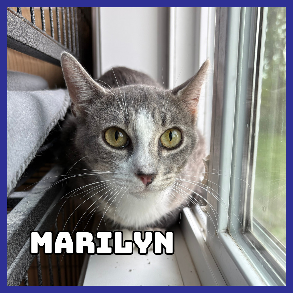 Marilyn, an adoptable Domestic Short Hair in Glenwood, MN, 56334 | Photo Image 1