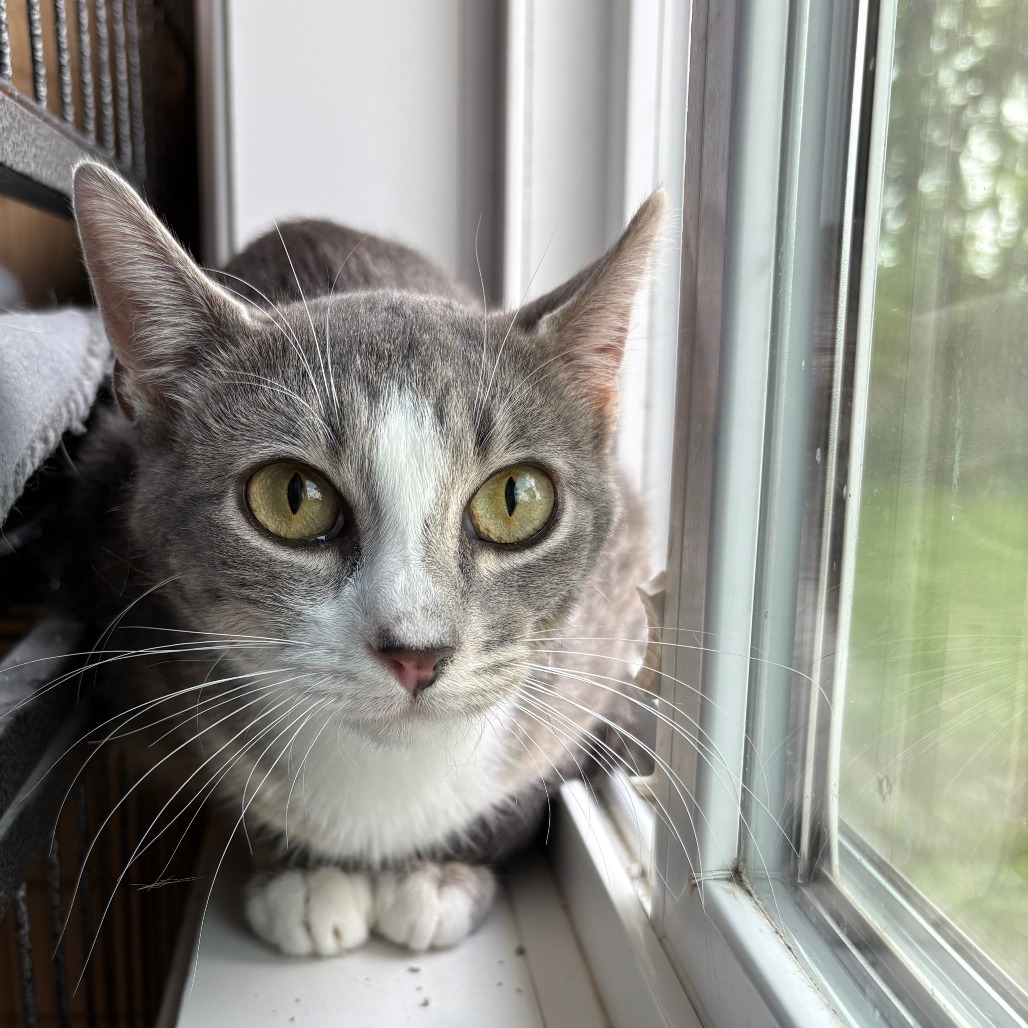 Marilyn, an adoptable Domestic Short Hair in Glenwood, MN, 56334 | Photo Image 2