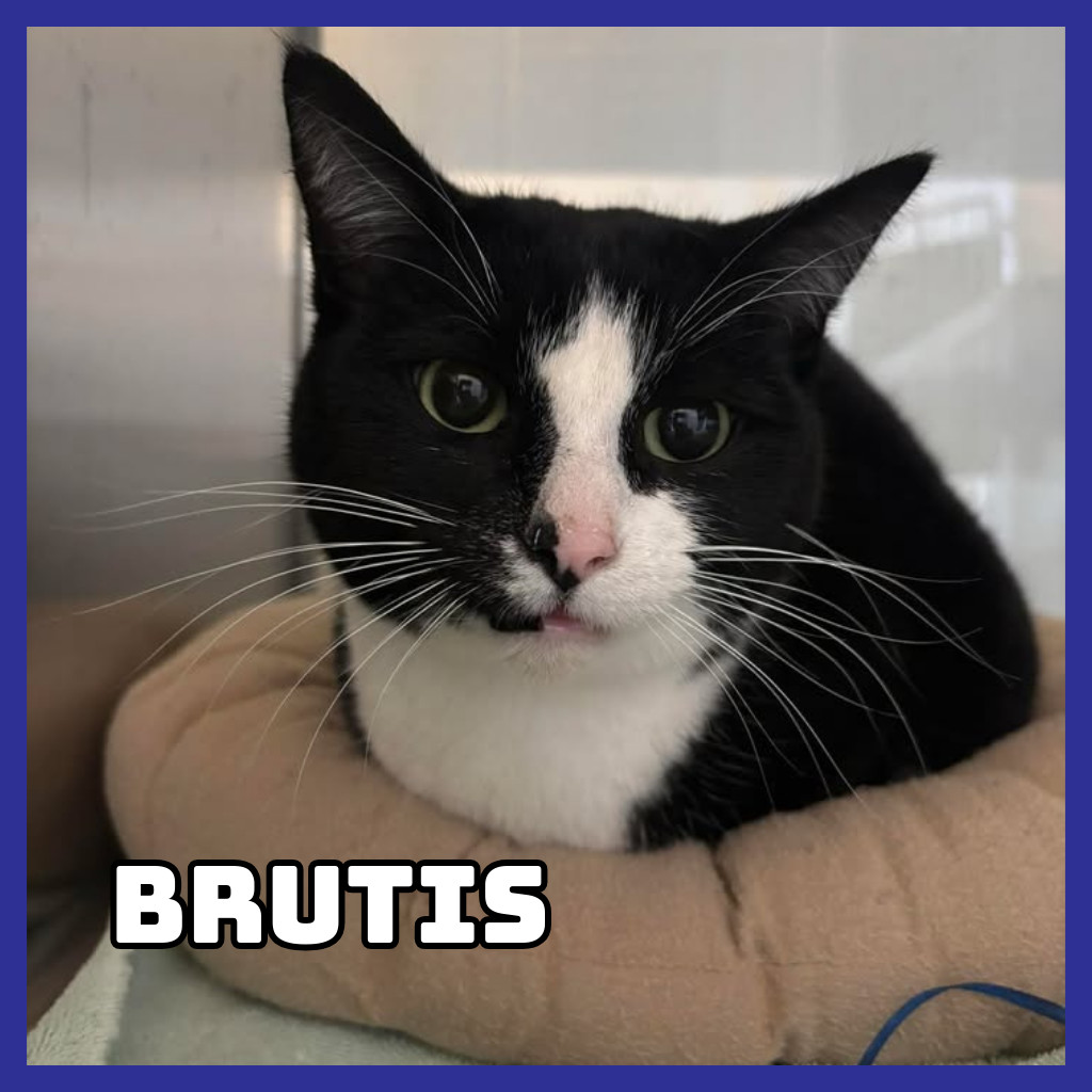 Brutis, an adoptable Domestic Short Hair in Glenwood, MN, 56334 | Photo Image 1