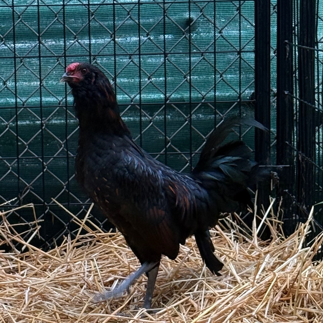 Poultrygeist