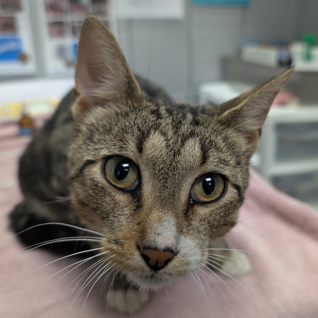 Ground Beef (Critter Barn)