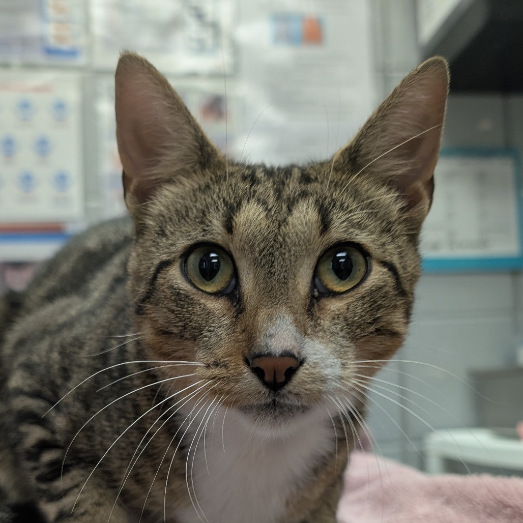 Ground Beef (Critter Barn)