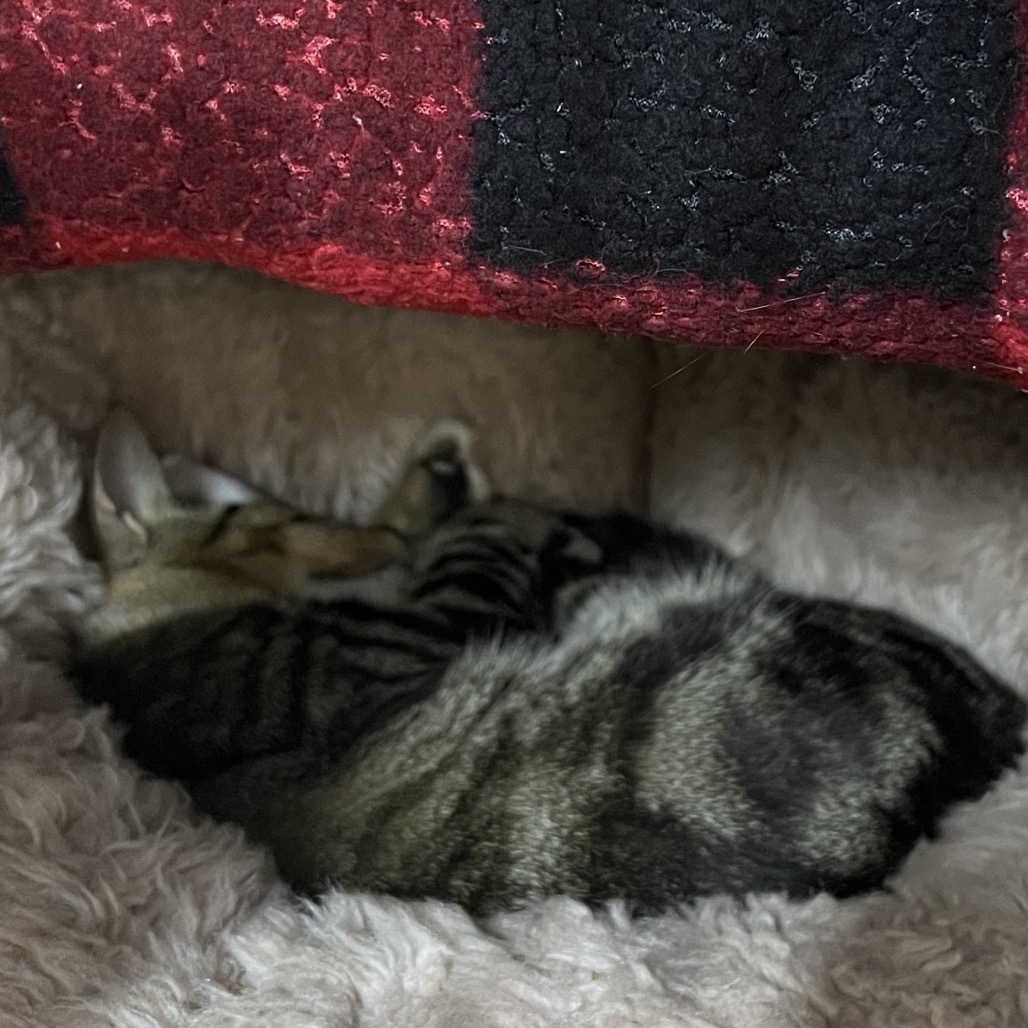 Ground Beef (Critter Barn)