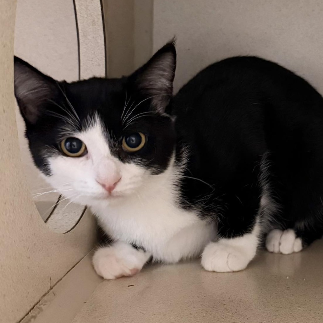 Paint 250635, an adoptable Domestic Short Hair in Escanaba, MI, 49829 | Photo Image 1