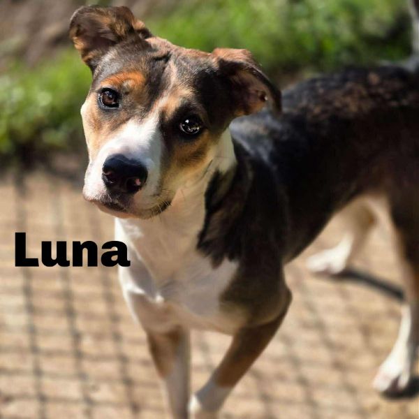 Luna 250730
