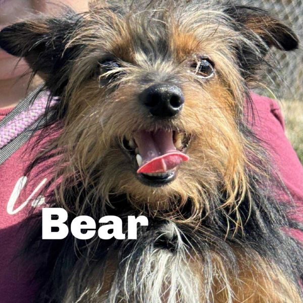 Bear 250779