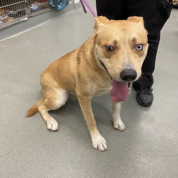 WAGS-Stray-19476