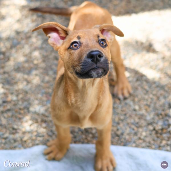 Conrad