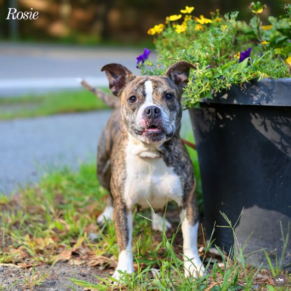 Rosie