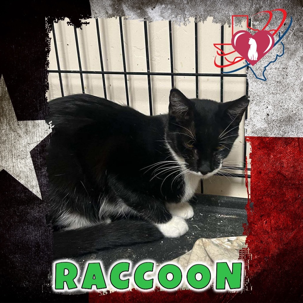 Raccoon, an adoptable Domestic Short Hair in Kingman, AZ, 86401 | Photo Image 1