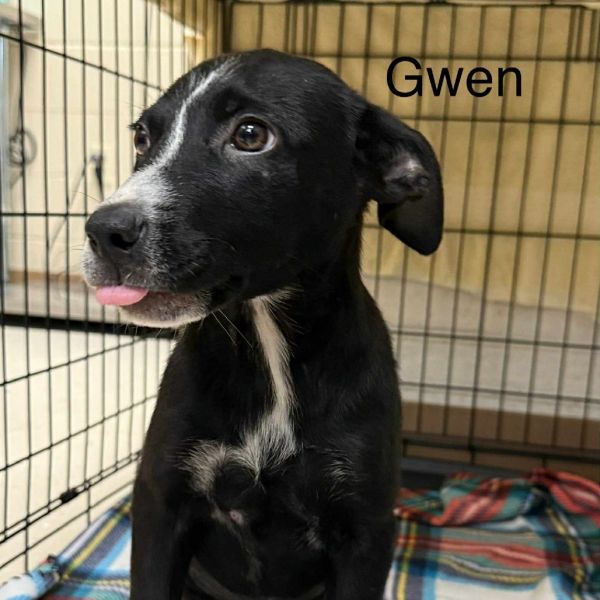 Gwen
