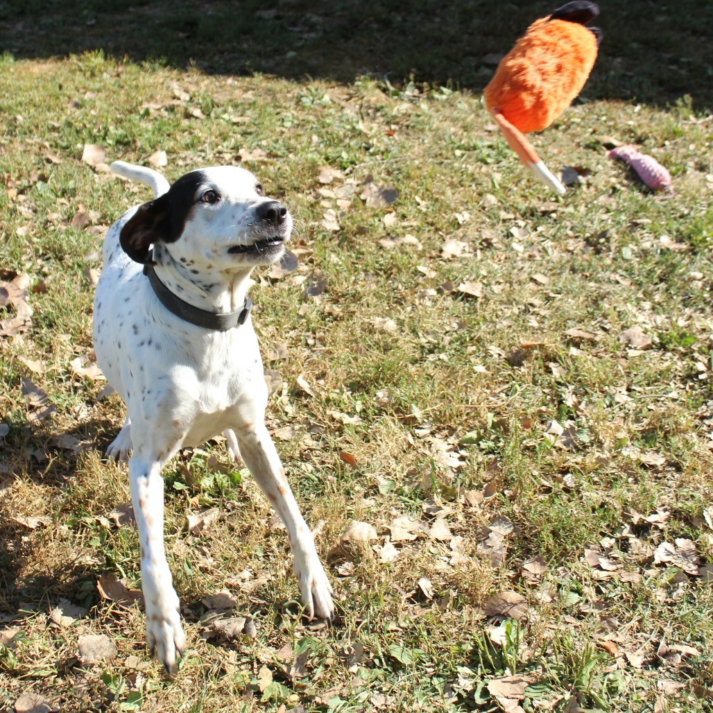 Milo