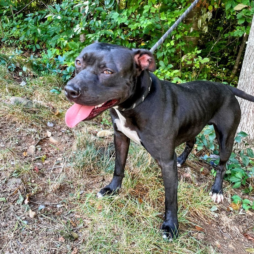 Leonidas
