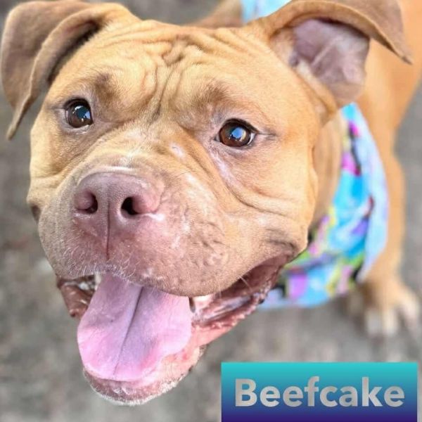 Beefcake