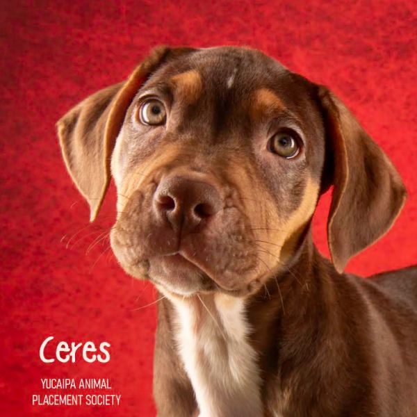 Ceres