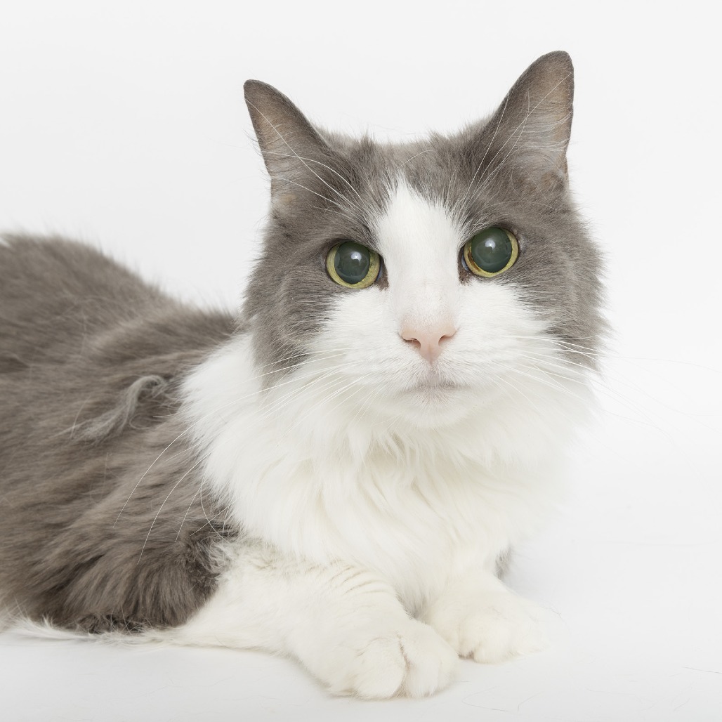 Carli, an adoptable Ragamuffin in Franklin, TN, 37064 | Photo Image 1