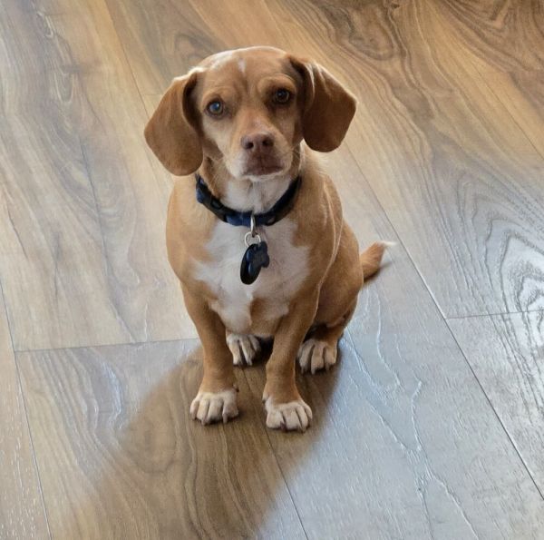 Mabel aka Juniper