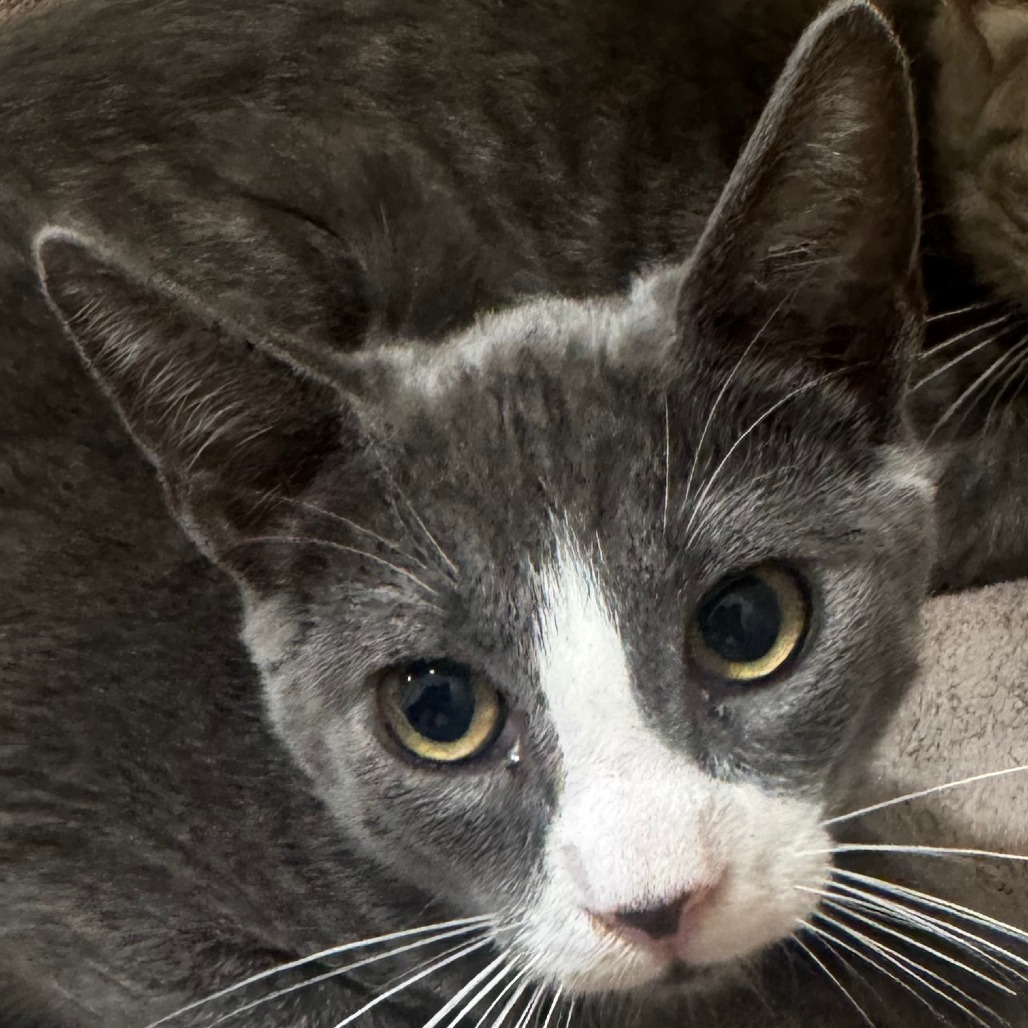 Tootley (C000-495) - Costa Mesa Location