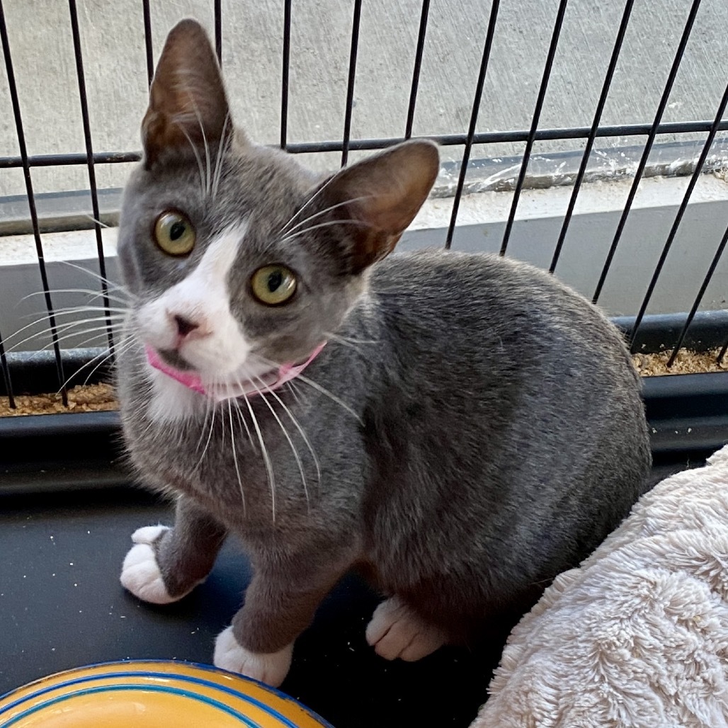 Tootley (C000-495) - Costa Mesa Location
