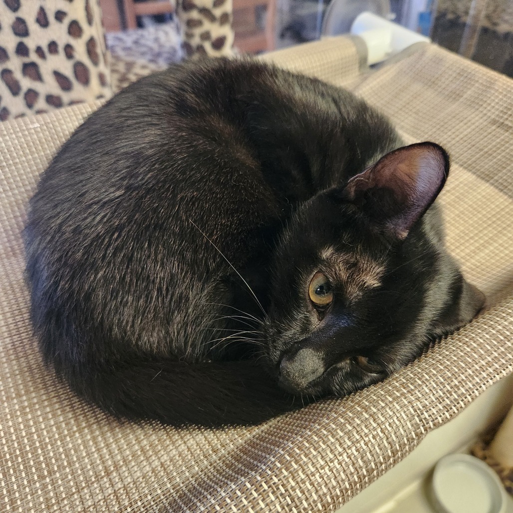 Vesper (C000-532) - Costa Mesa Location