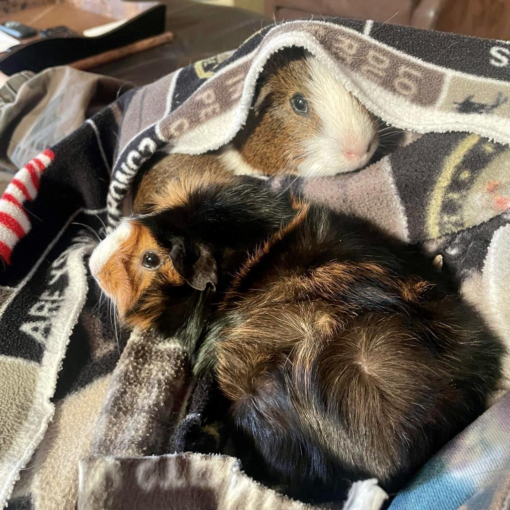 Chewy