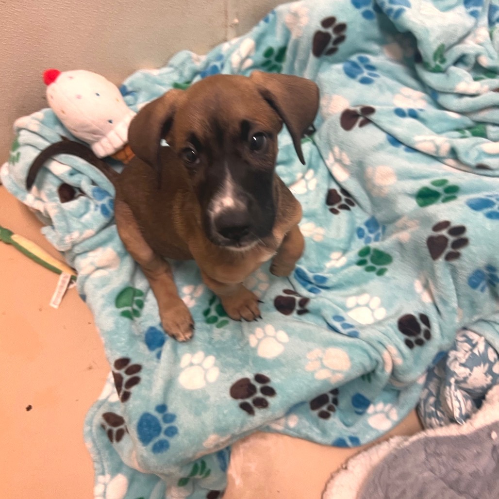 Sammie -*Available NOW* Chino Hills Location