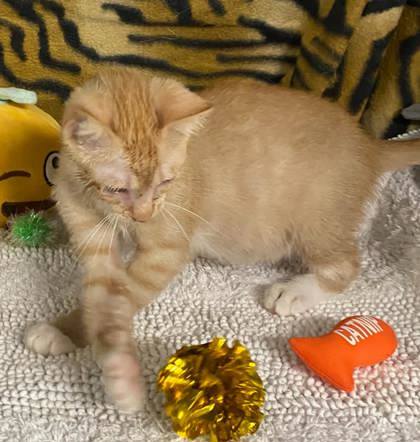 Ginger