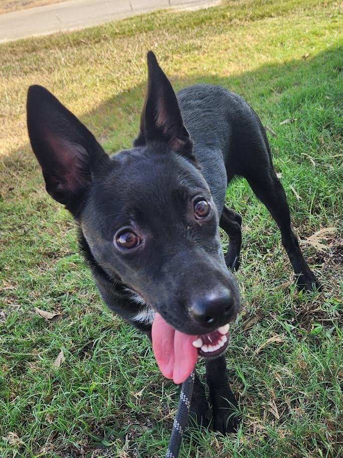 Fruit Bat
